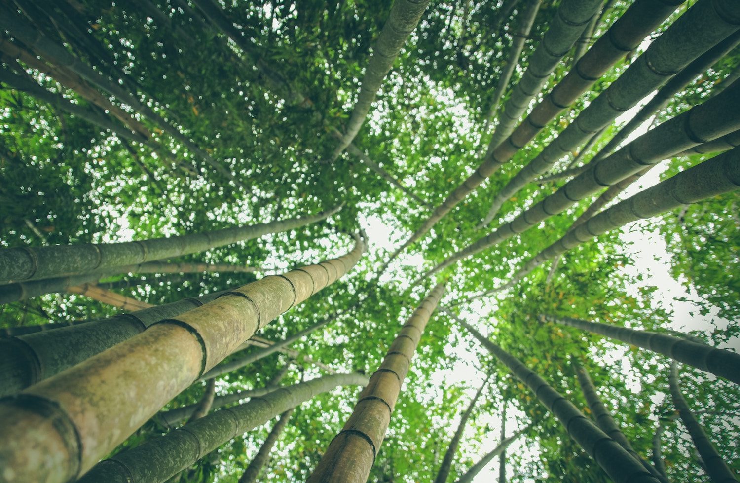Palms trees forest