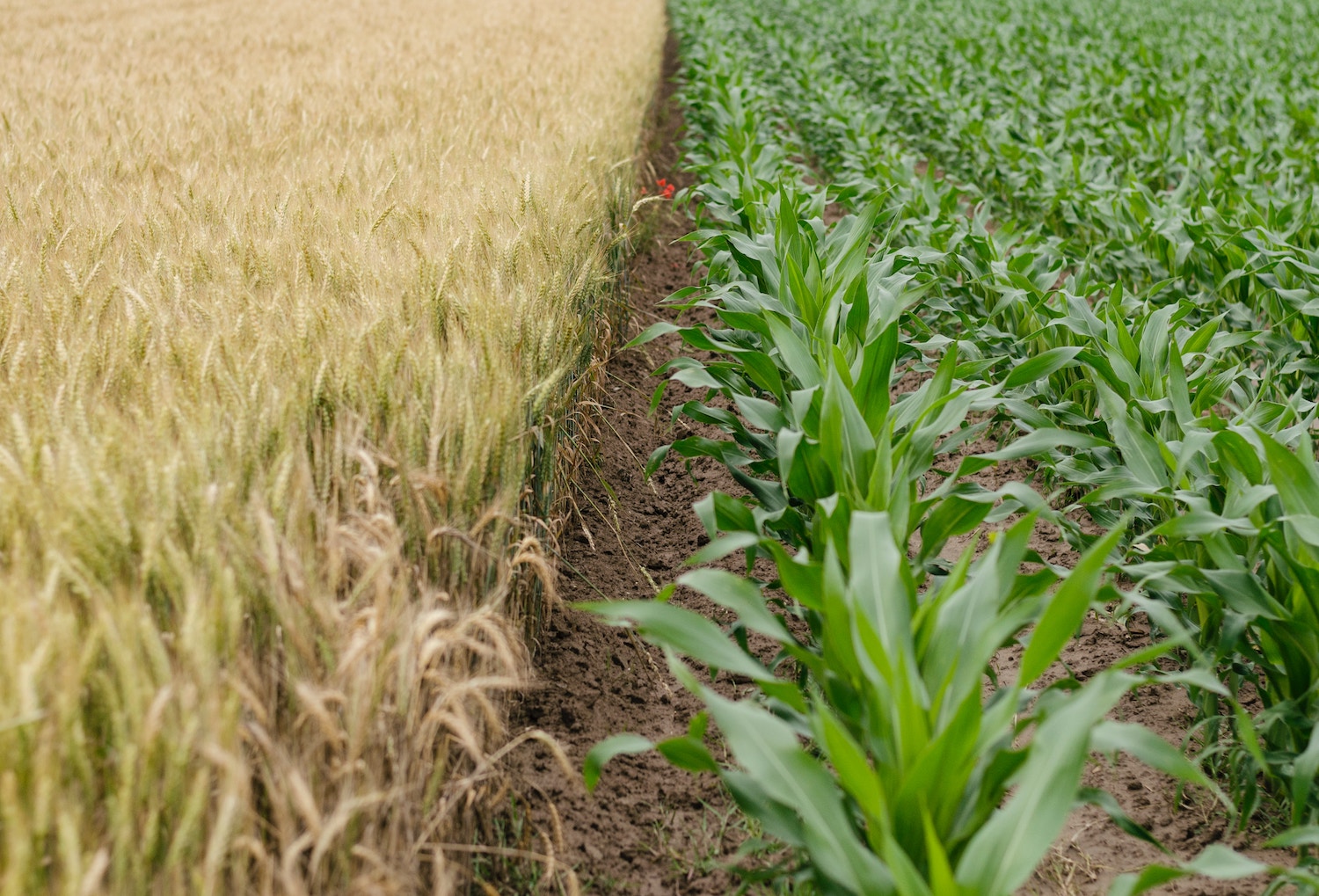 crops grain pesticides